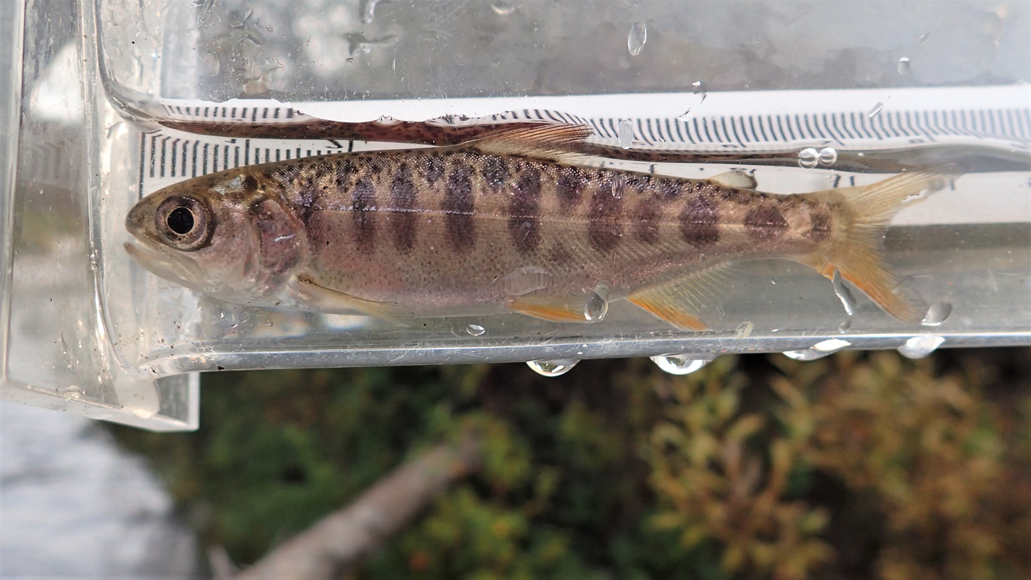 Salmon Habitat Discovered Yukon Charley Rivers National Preserve (U
