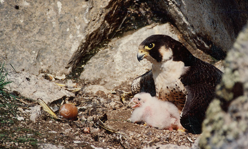 Falcon, Bird of Prey, Hunting & Migration