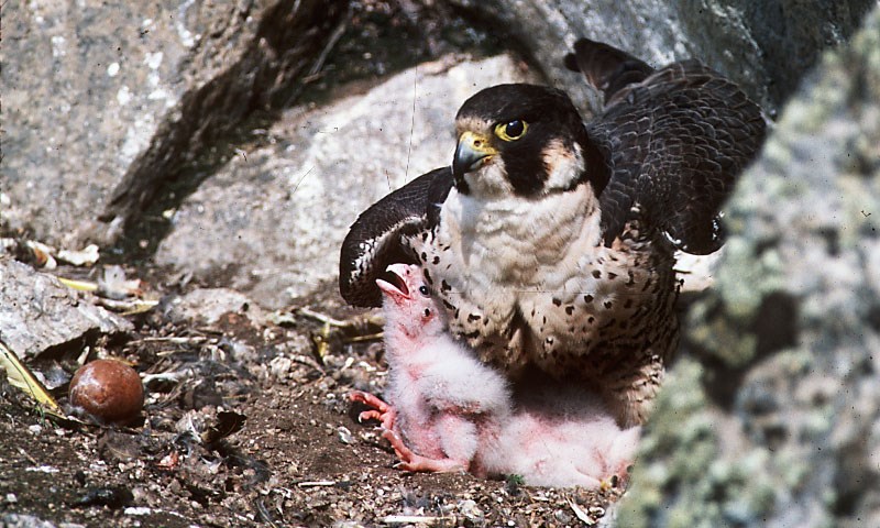 Adult peregrine falcon with nestling