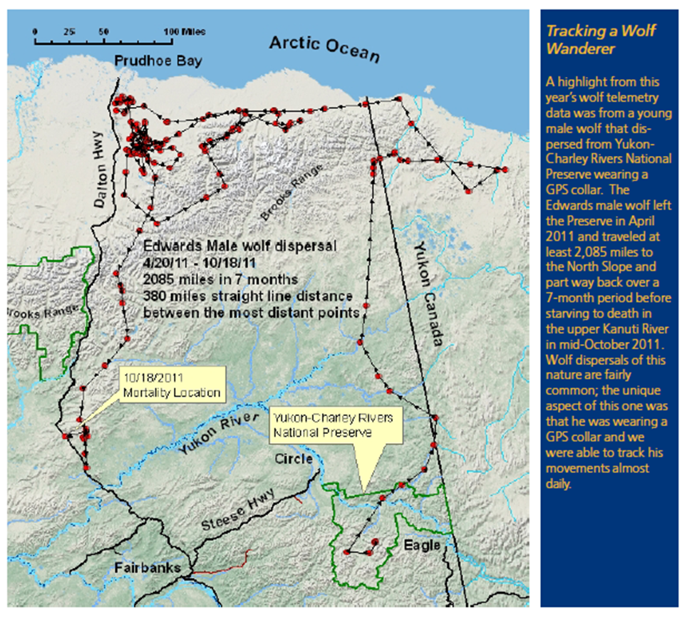 Map of the dispersal of Wolf 258