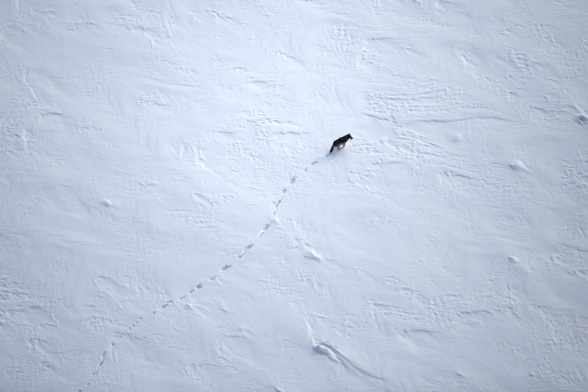 Aerial view of a wolf and its tracks in the snow