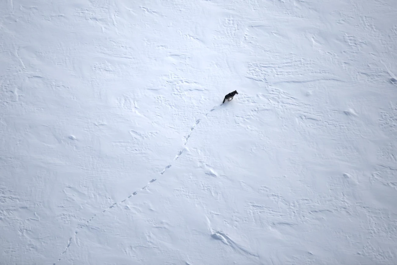 Aerial view of a wolf and its tracks in the snow Aerial view of a wolf and its tracks in the snow