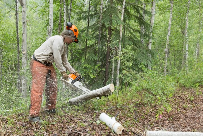 Student Conservation Association worker cutting a log with a chainsaw