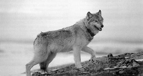 A collared wolf