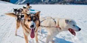 Sled dogs on the Yukon River
