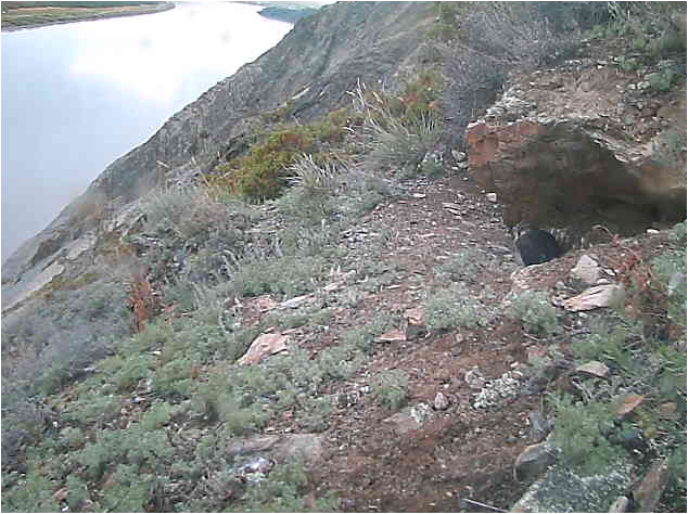 Peregrine falcon eyrie screen capture