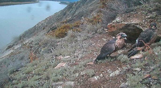 Peregrine falcon eyrie screen capture