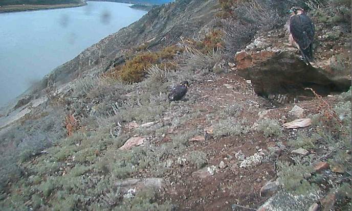 Peregrine falcon eyrie screen capture