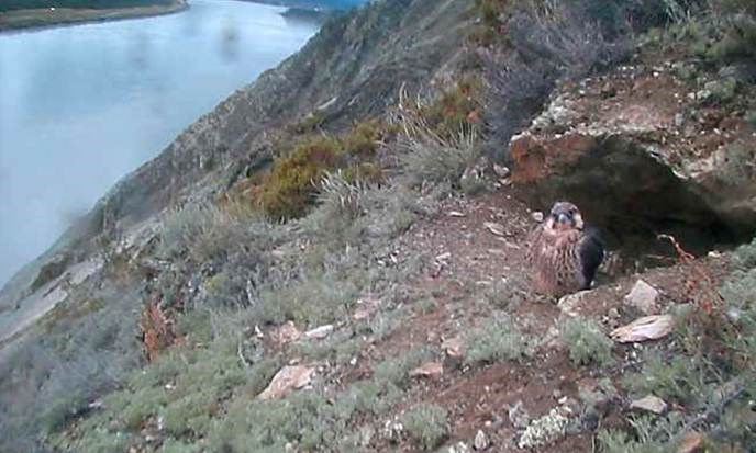 Click the link below to view the live webcam! Click the link below to view the live webcam!