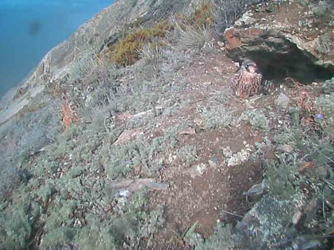 Peregrine falcon eyrie screen capture