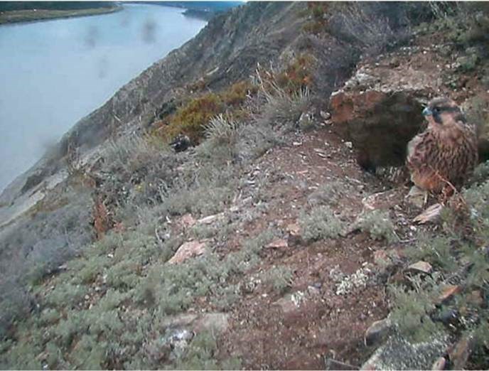 Peregrine falcon eyrie screen capture