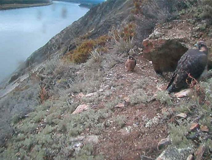 Peregrine falcon eyrie screen capture