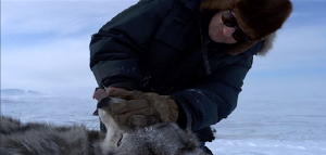 Wolf capture