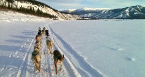 Mushing on the Yukon River