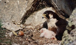 Peregrine falcon in nest with hatched young