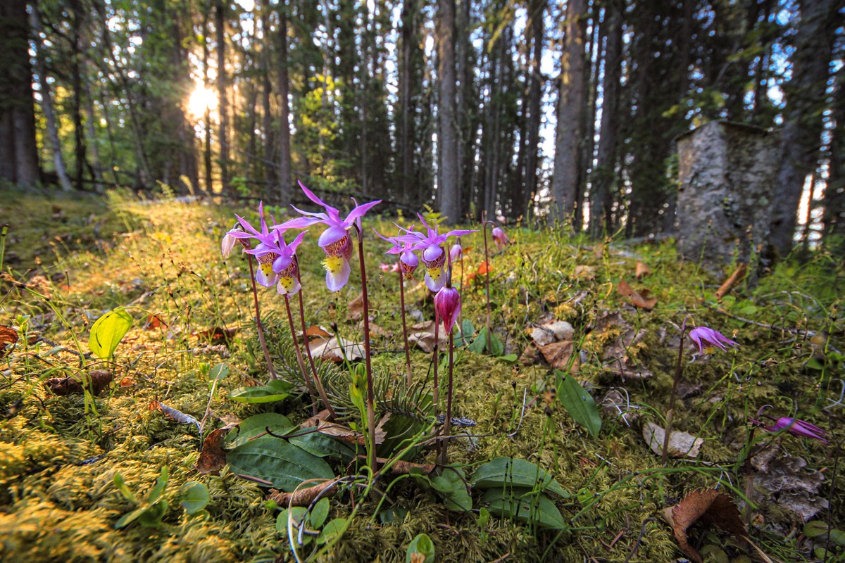 Fairy Slipper Orchids in the boreal forest