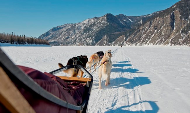 A side view of a dogsled and team mushing down the Yukon River in winter with tall bluffs in the distance