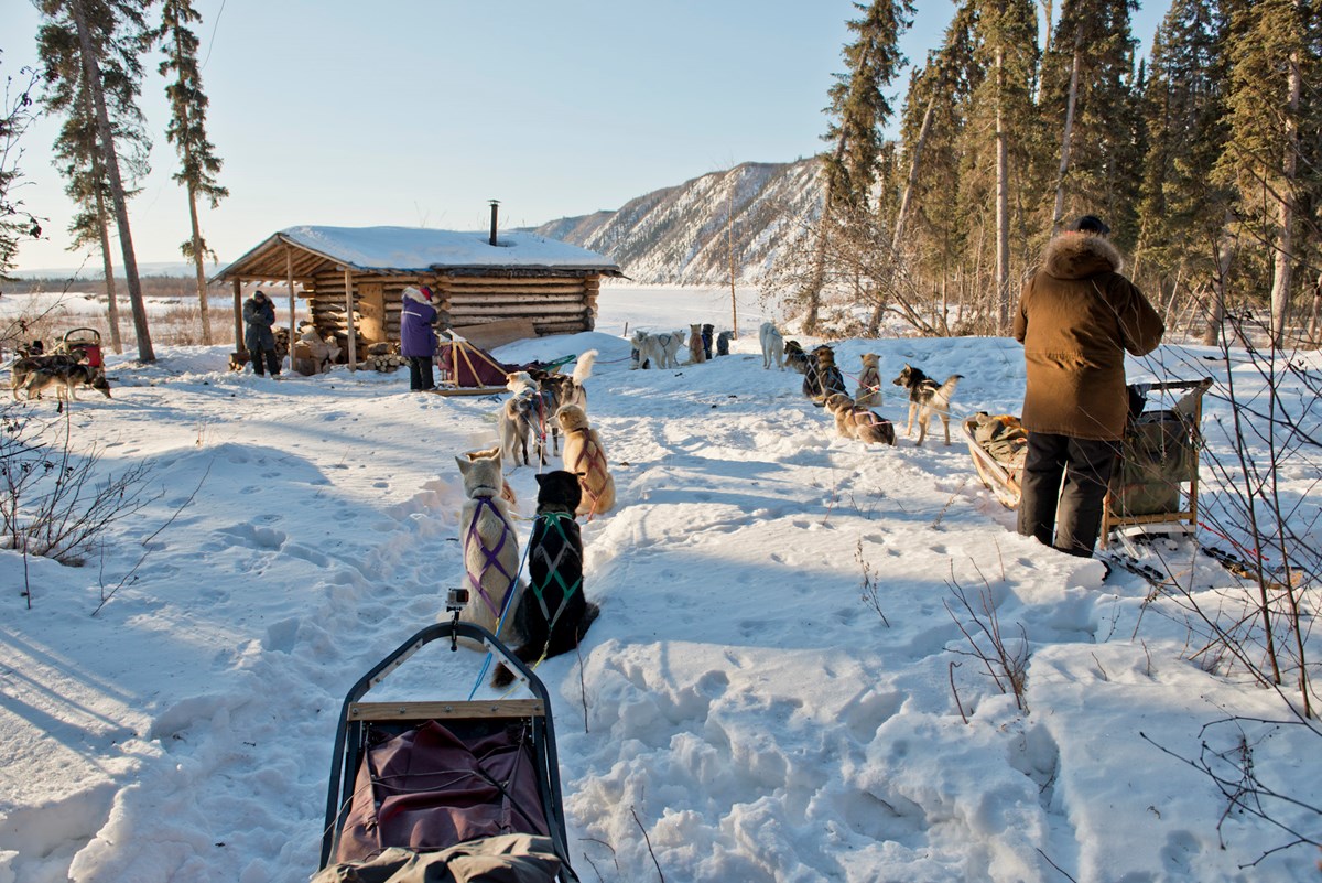 Sled dog teams and mushers await departure from the Kandik River public use cabin on the Yukon River in winter