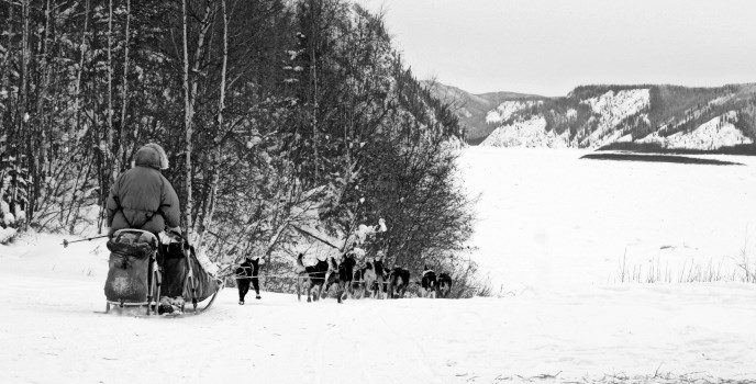A musher in the preserve. A musher in the preserve.