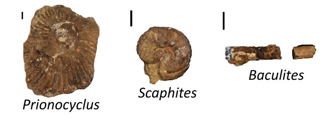 Three different genera of fossil ammonites found at Yucca House