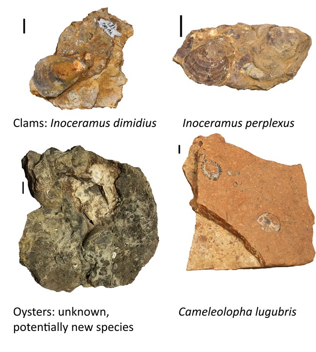 Four photos of fossilized genera of clams and oysters found at Yucca House