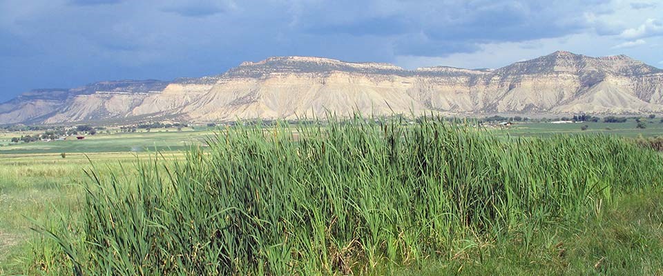 Looking at a mesa and farm fields through cattails of Aztec Springs.