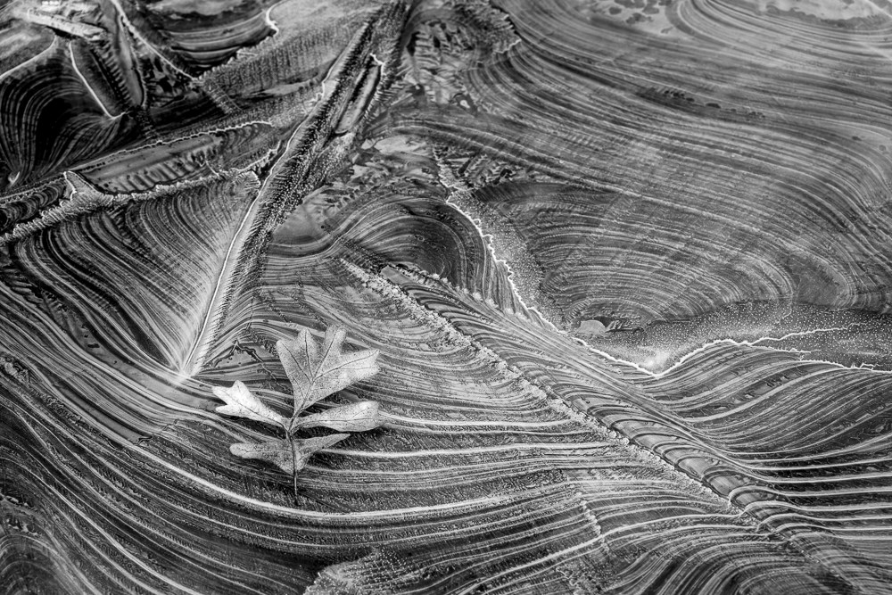 black and white photo of a leaf lying on patterned ice