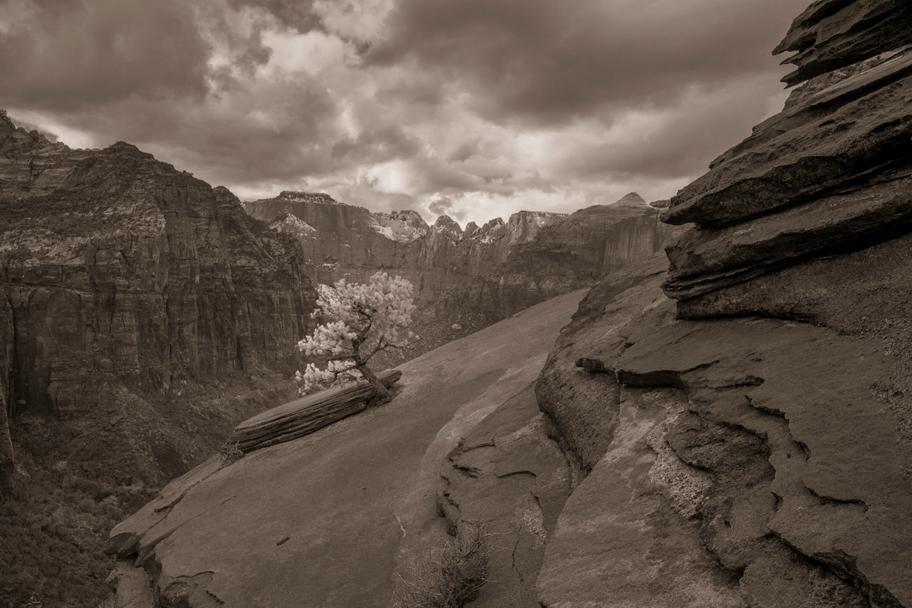 black and white photo of a pinion pine growing on rocky slopes.