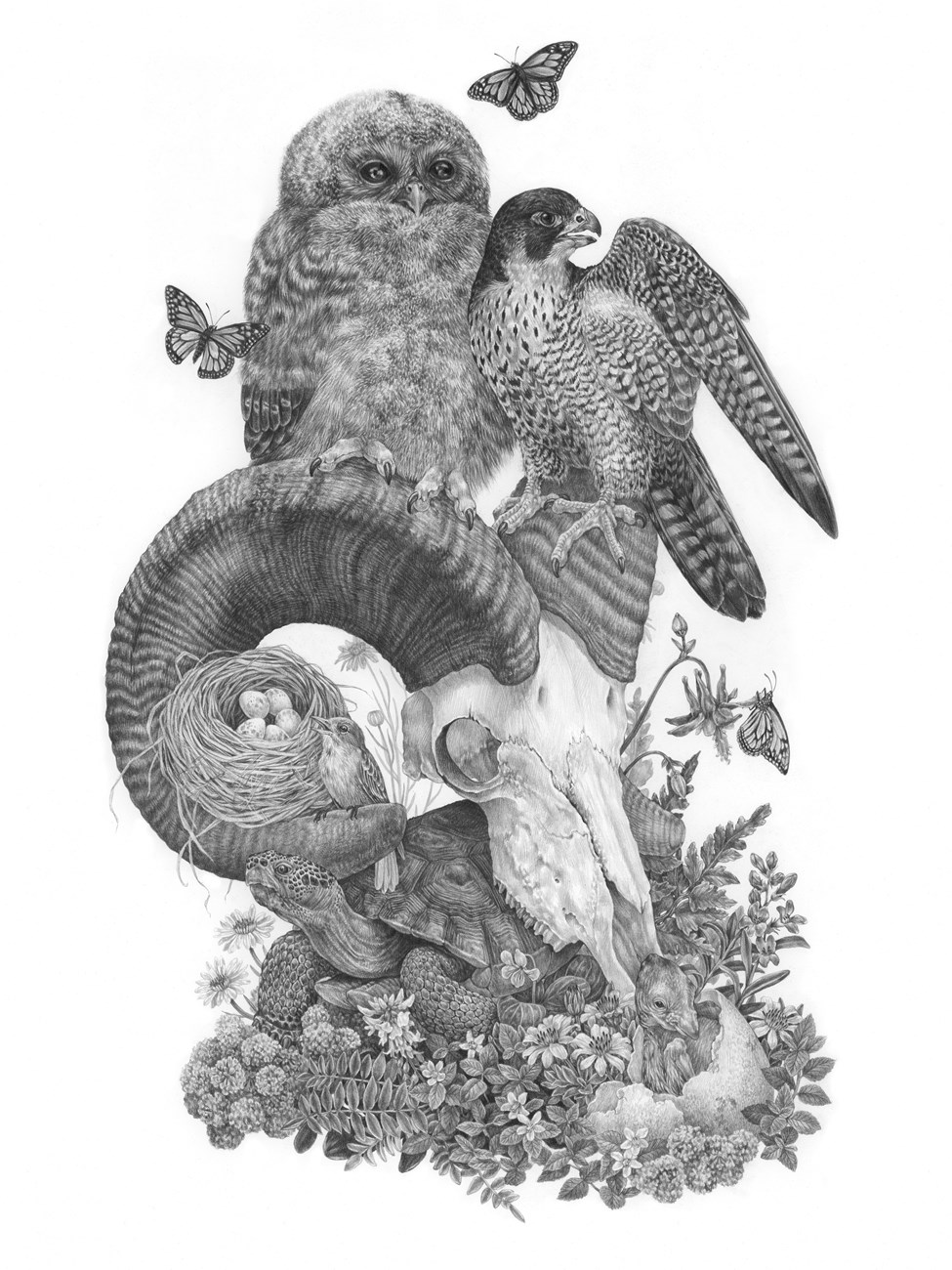 Detailed drawing of many special status species at Zion, including spotted owl, bighorn sheep, and peregrine falcon.