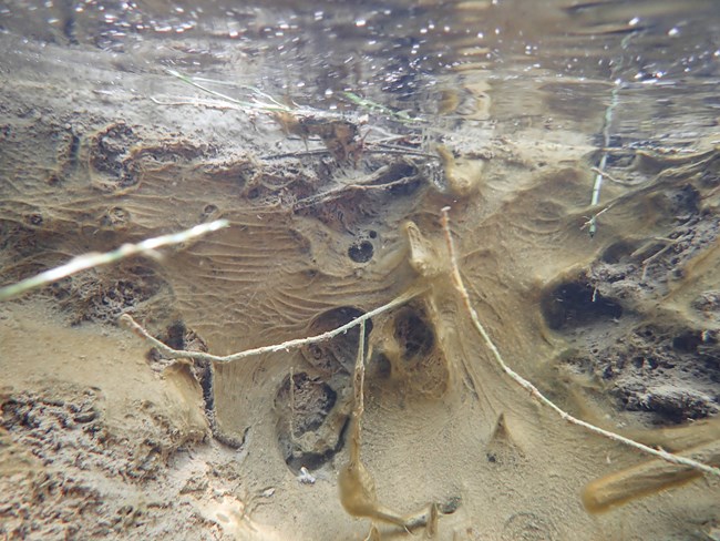 Cyanobacteria that is yellow in color with a vein like appearance growing on the bottom of the river