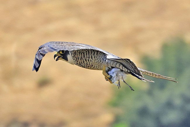 Side view of a peregrine falcon in flight, clutching a small bird in its talons.
