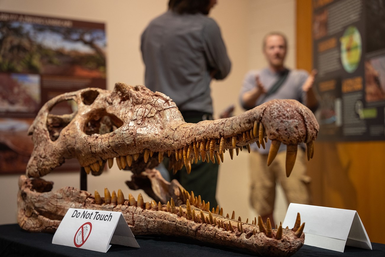 Long-snouted skull of a phytosaur