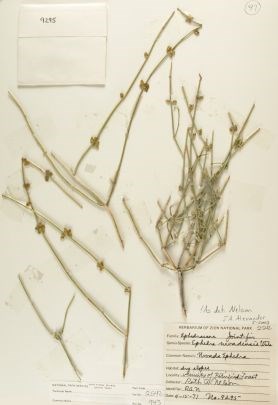 Ephedra nevadensis (Mormon Tea)
Zion Museum Collection ZION 2542 Ephedra nevadensis (Mormon Tea)
Zion Museum Collection ZION 2542