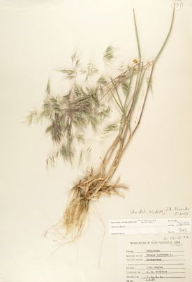 Herbarium sheet with a pressed plant and label.