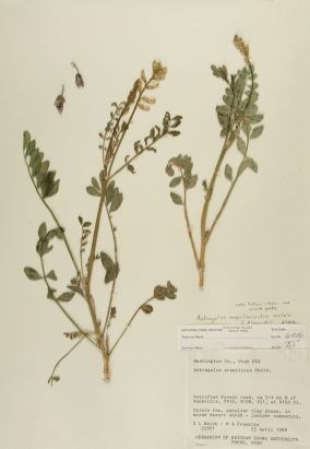 Astragalus ampullarioides
(Shivwits Milkvetch)
Zion Museum Collection ZION 6016. Astragalus ampullarioides
(Shivwits Milkvetch)
Zion Museum Collection ZION 6016.
