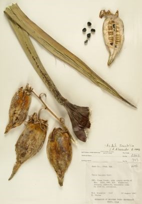 Yucca baccata (Datil Yucca)
Zion Museum Collection ZION 6032. Yucca baccata (Datil Yucca)
Zion Museum Collection ZION 6032.