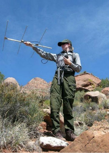 Wildlife biologist uses radio telemetry equipment to track desert tortoises. Wildlife biologist uses radio telemetry equipment to track desert tortoises.
