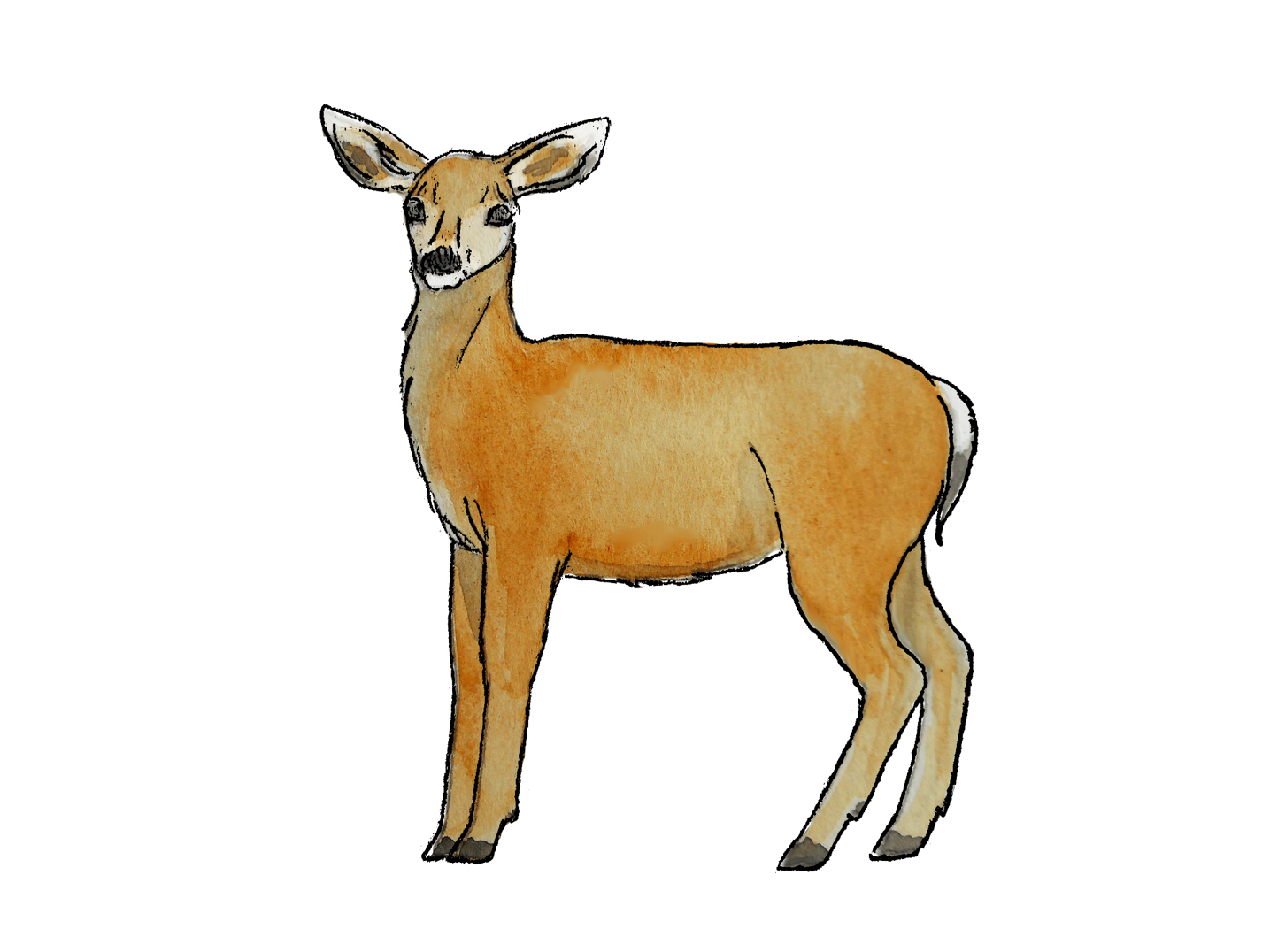 Drawing of deer