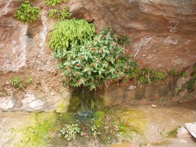 Hanging Garden