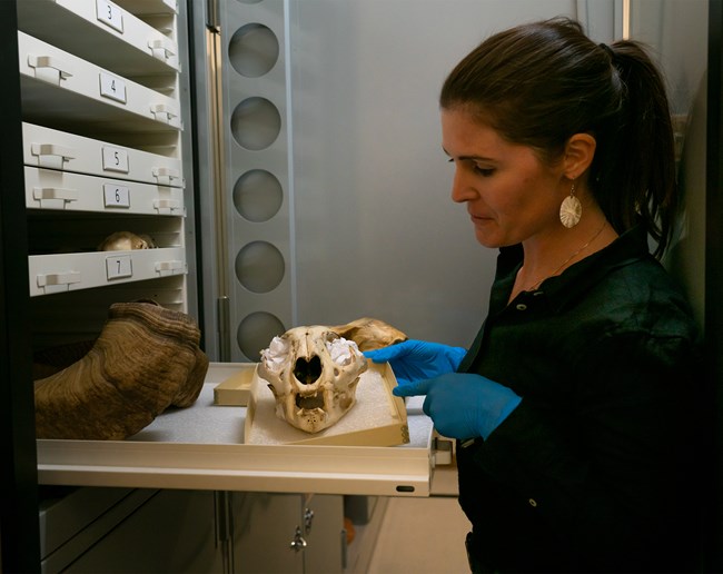 Museum curator wearing gloves handles historical animal bones in Zion Museum Collection.