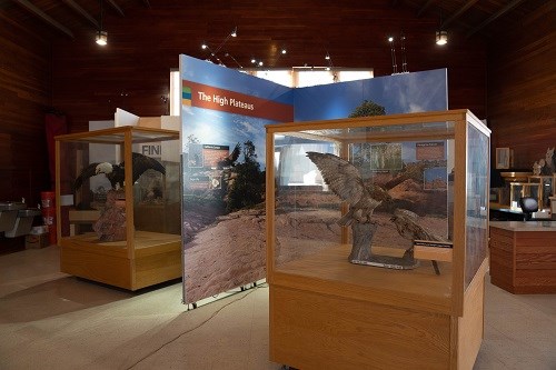 An exhibit about wildlife on the high plateaus, including a taxidermized bald eagle and red-tailed hawk.