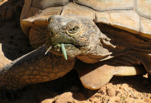 close-up of adult desert tortoise eating vegetation