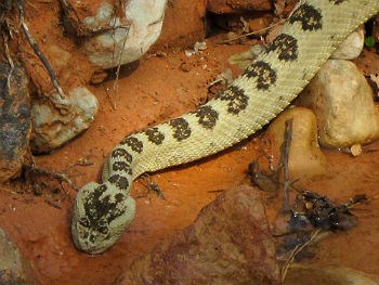 close-up of Western rattlesnake at small creek