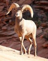 bighorn ram walking on slickrock