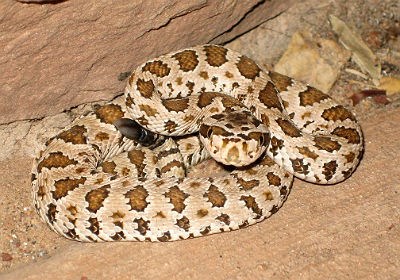 Great Basin rattlesnake coiled and looking at camera. Its body is spotted with brown spots covering the back of its body
