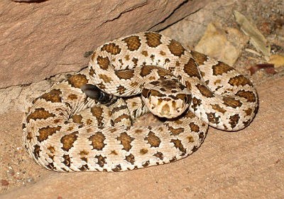 Great Basin rattlesnake coiled and looking at camera