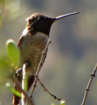 ハミングバード Hummingbirds - Zion National Park (U.S. National Park Service)