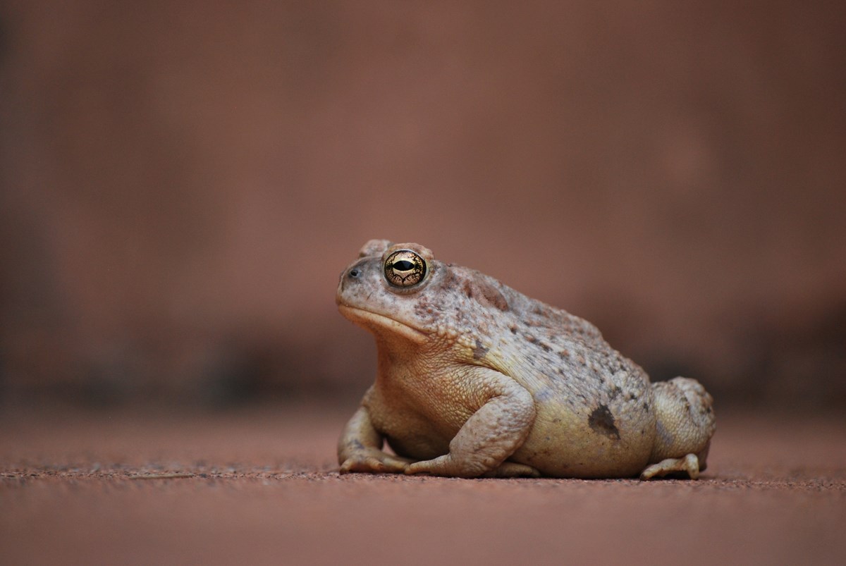 Large bellied Woodhouse toad sitting on a red sandstone rock. Its golden eyes taking in its surroundings