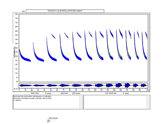 Image of a graph with milliseconds along x axis and kilohertz along y axis. Graph depicts the length of time and pitch of a Big Brown Bat call sequence