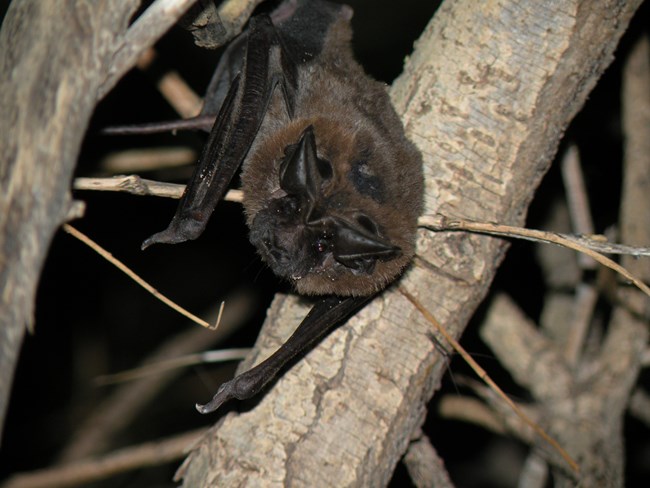 Big Free-Tailed Bat hanging from tree, peering at the photographer